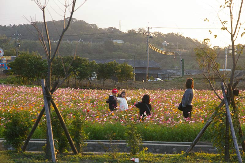 平坦的南富村員林村 農田在124乙線通車後已經成賞花景點